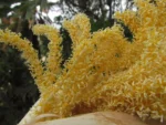 Thritrinax acanthocoma (9)