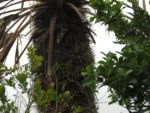 Thritrinax acanthocoma (3)