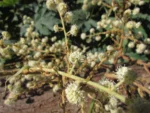 Tetrapanax papyrifer (16)