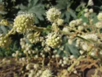 Tetrapanax papyrifer (12)