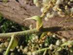 Tetrapanax papyrifer (13)