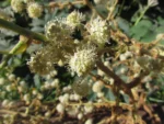 Tetrapanax papyrifer (14)