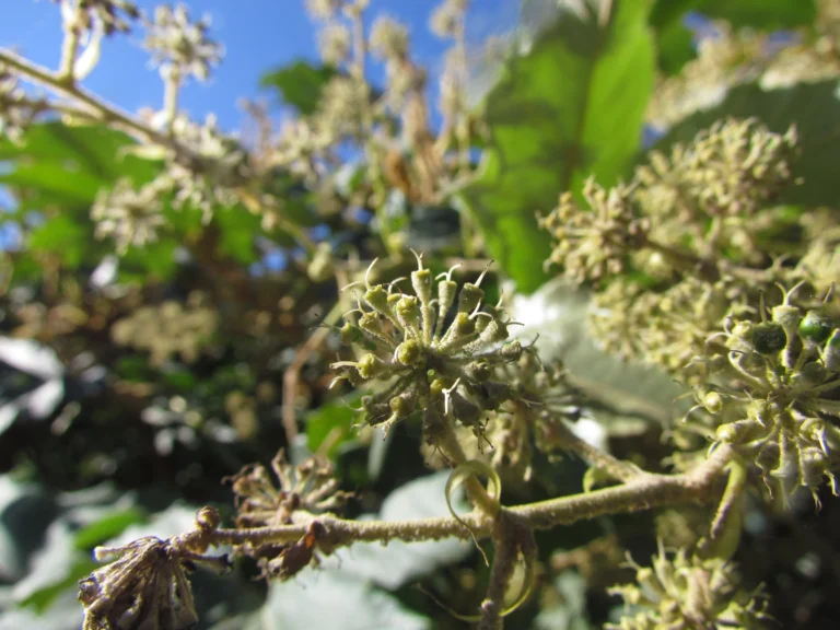Tetrapanax papyrifer (9)