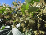 Tetrapanax papyrifer (8)