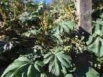 Tetrapanax papyrifer (2)
