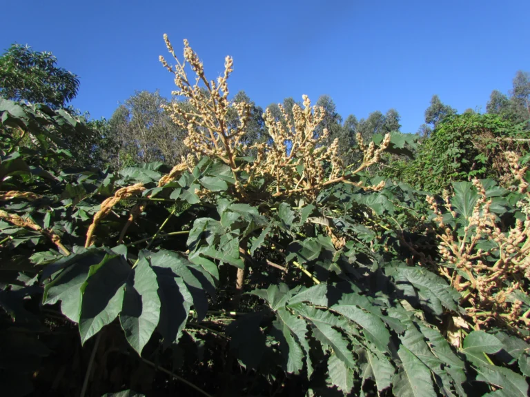 Tetrapanax papyrifer (3)