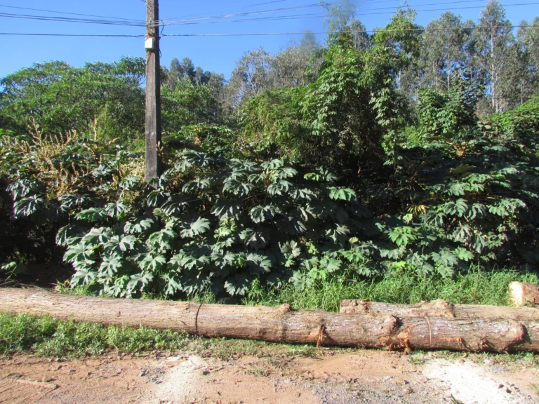 Tetrapanax papyrifer (1)