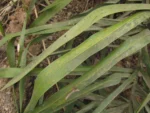 Syagrus romanzoffiana (13)