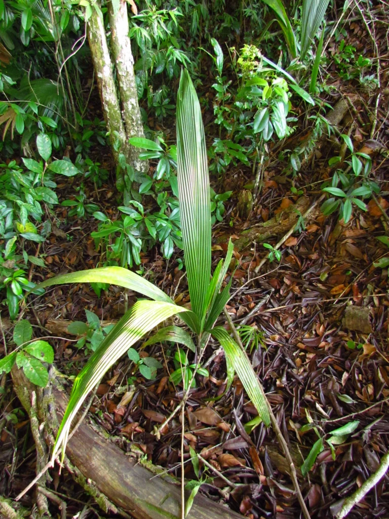 Syagrus romanzoffiana (2)