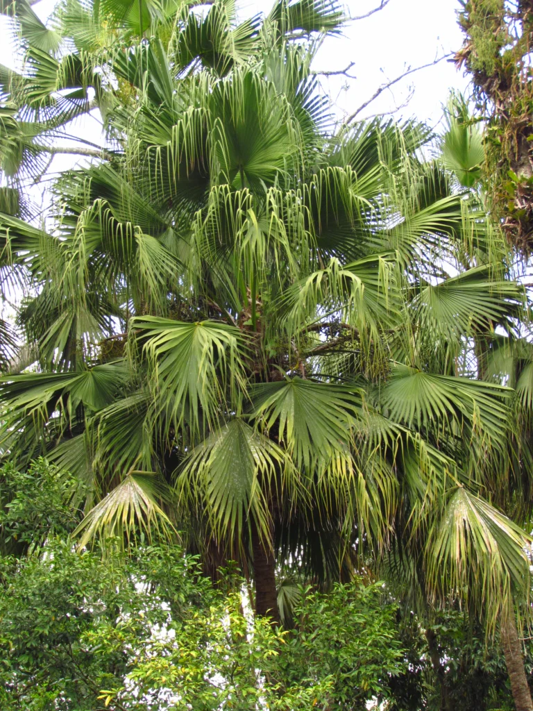 Livistona chinensis (46)
