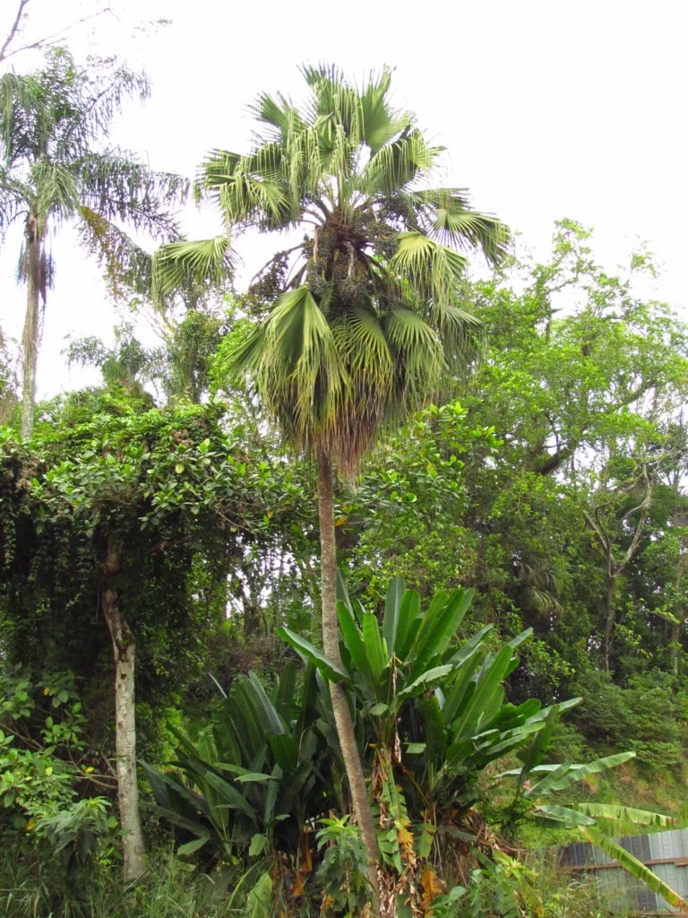 Livistona chinensis (41)