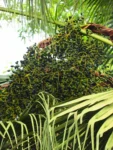 Livistona chinensis (38)