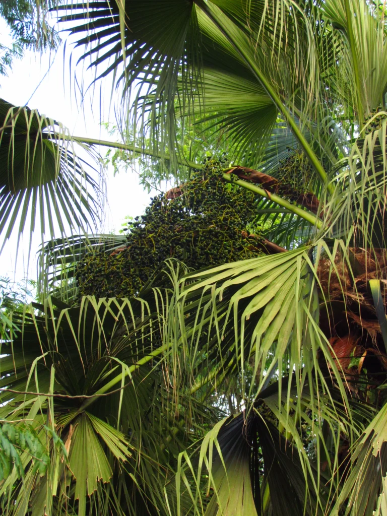 Livistona chinensis (36)