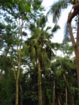 Livistona chinensis (35)