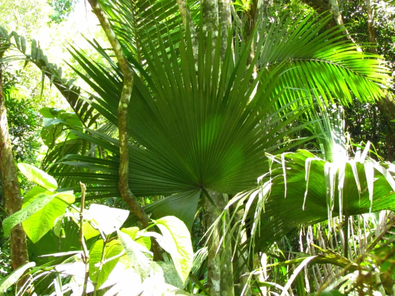 Livistona chinensis (32)