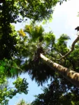 Livistona chinensis (17)