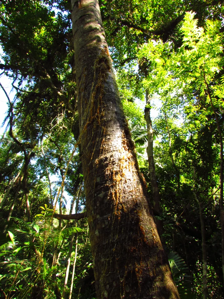 Livistona chinensis (15)