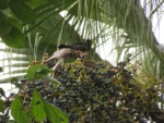 Livistona chinensis (1)