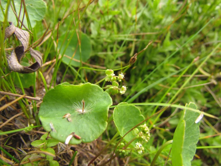 Hydrocotyle verticillata (19)