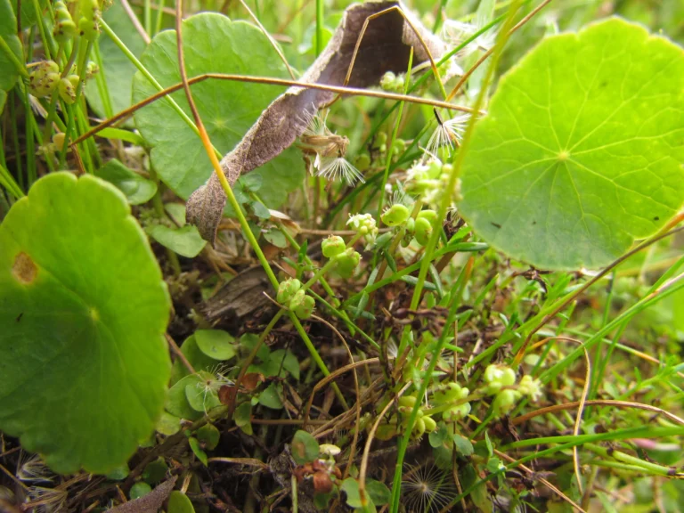 Hydrocotyle verticillata (16)