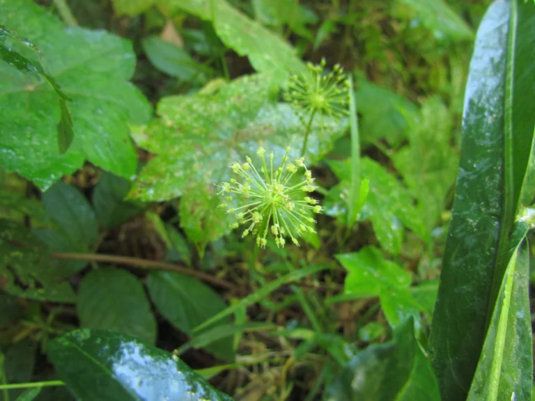 Hydrocotyle stella (35)