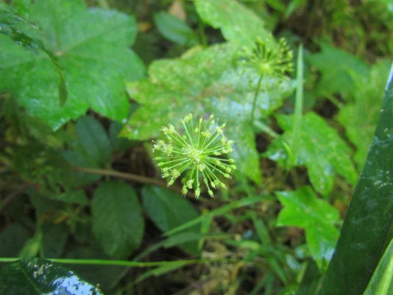 Hydrocotyle stella (33)