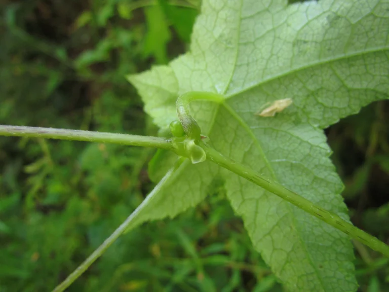 Hydrocotyle stella (28)