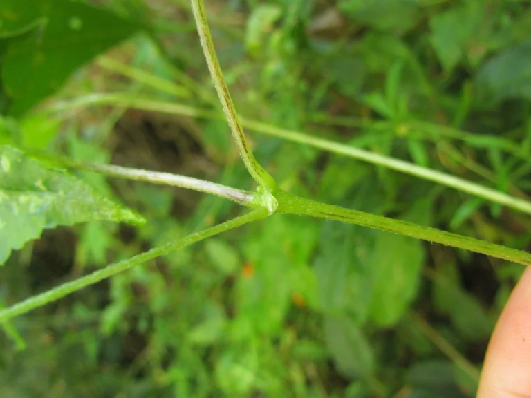 Hydrocotyle stella (25)