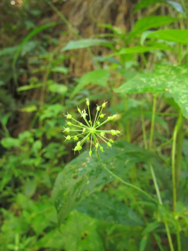 Hydrocotyle stella (23)
