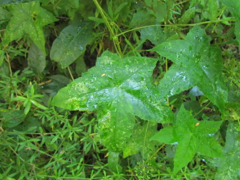 Hydrocotyle stella (19)