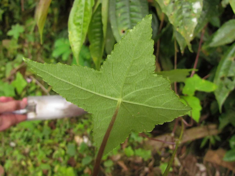Hydrocotyle stella (13)