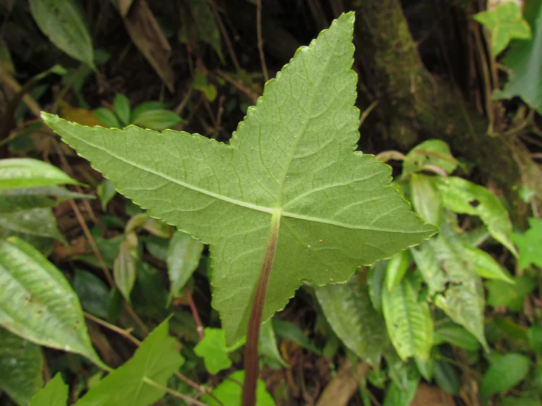 Hydrocotyle stella (14)