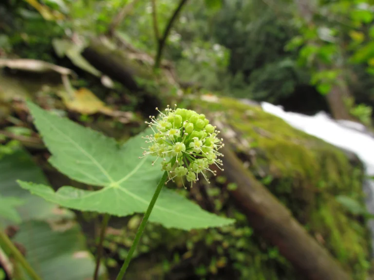 Hydrocotyle stella (11)