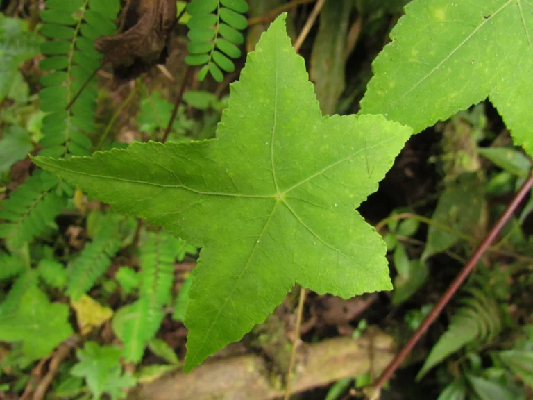 Hydrocotyle stella (12)