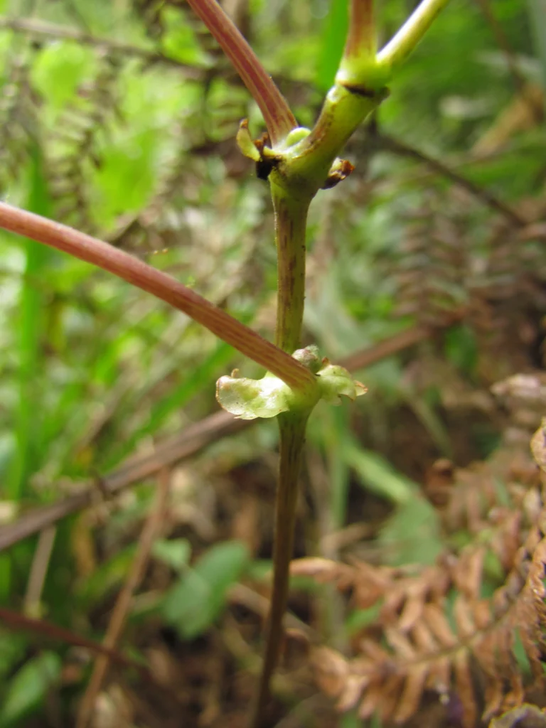 Hydrocotyle stella (10)