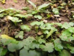 Hydrocotyle sibtorpioides (12)