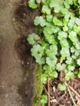 Hydrocotyle sibtorpioides (10)