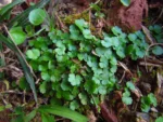 Hydrocotyle sibtorpioides (4)