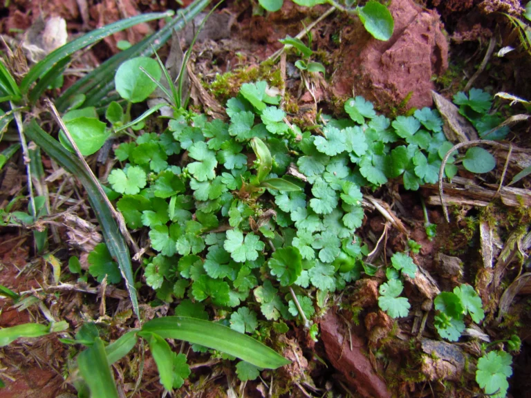 Hydrocotyle sibtorpioides (1)