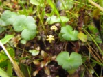 Hydrocotyle ranunculoides (17)