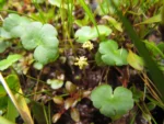 Hydrocotyle ranunculoides (14)