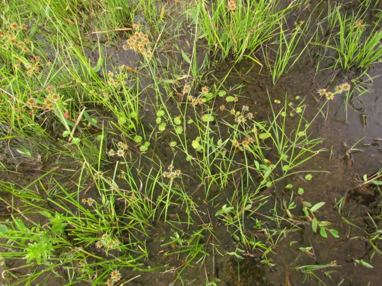 Hydrocotyle ranunculoides (2)