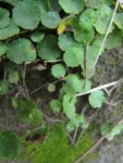 Hydrocotyle pusilla (15)