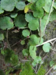 Hydrocotyle pusilla (12)