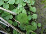 Hydrocotyle pusilla (10)