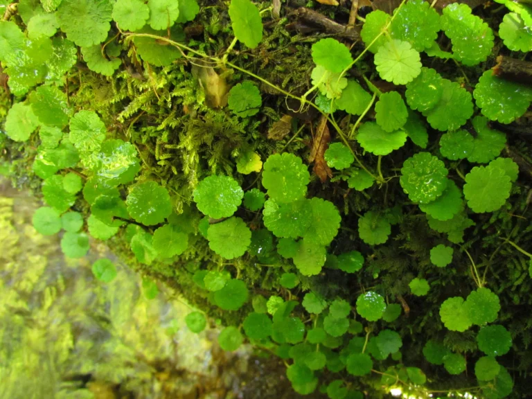 Hydrocotyle pusilla (8)