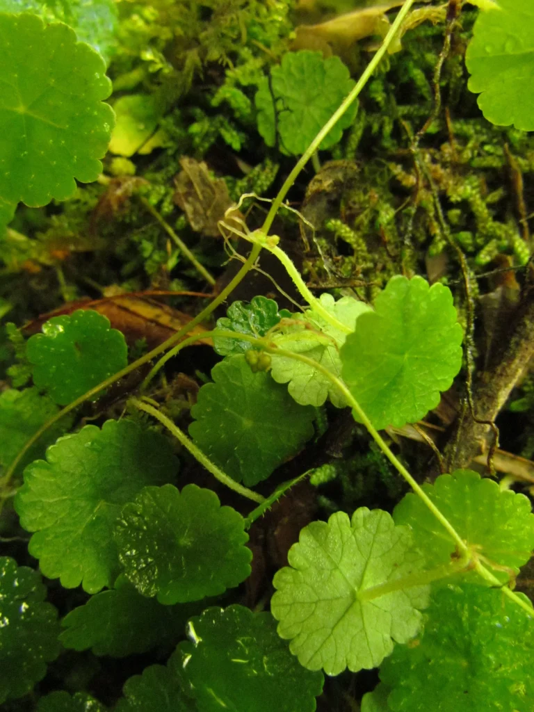 Hydrocotyle pusilla (6)