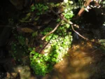 Hydrocotyle pusilla (1)