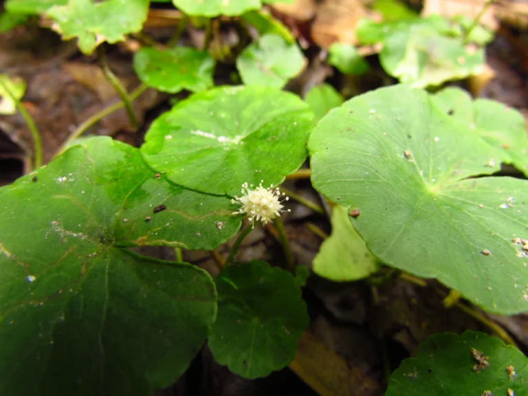 Hydrocotyle leucocephala (23)