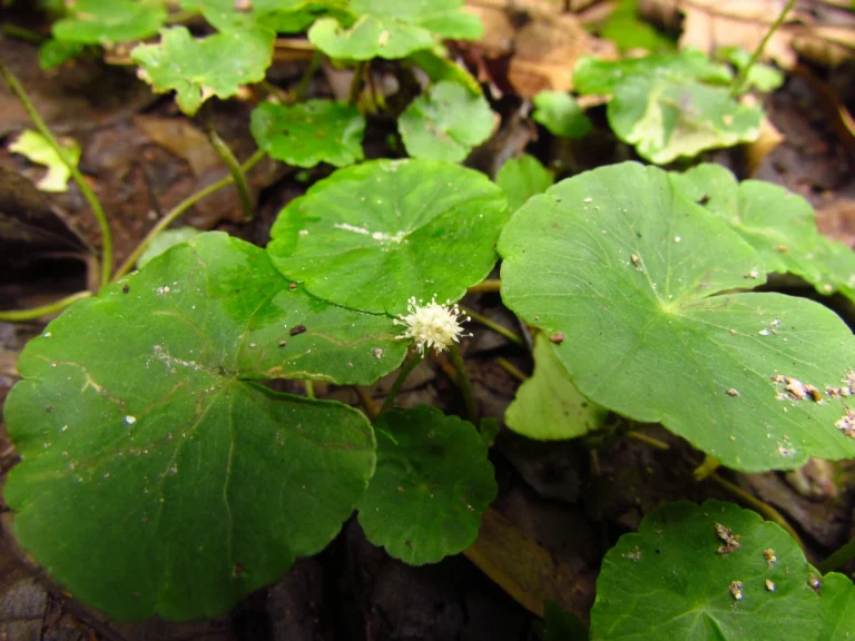 Hydrocotyle leucocephala (22)